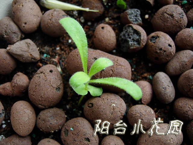 DSCN7587.JPG