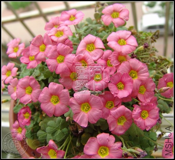 Oxalis obtusa Rose  