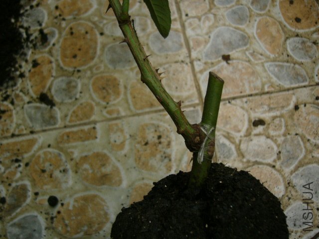 P1160361.JPG