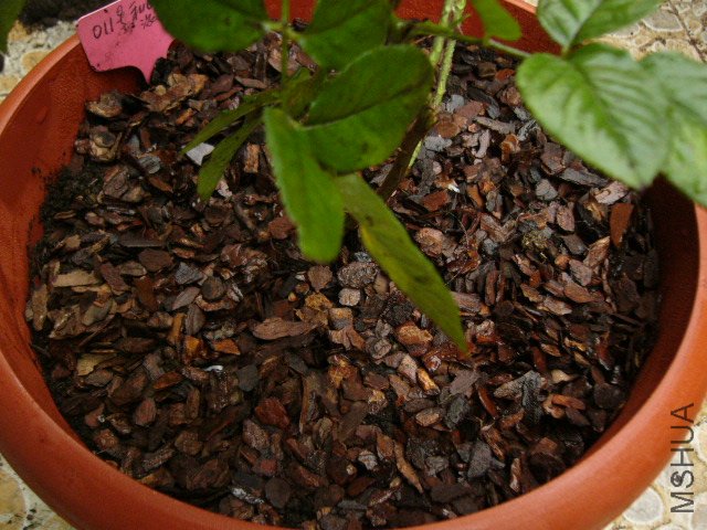 P1160391.JPG