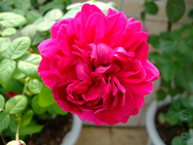 DSCF0027.JPG
