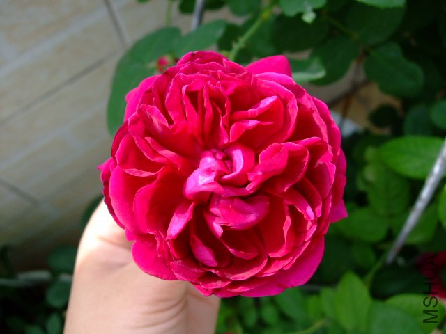 DSCF0042.JPG