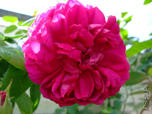 DSCF0035.JPG