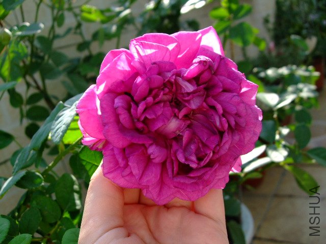 DSCF0051.JPG