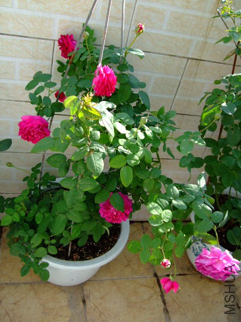 DSCF0056.JPG