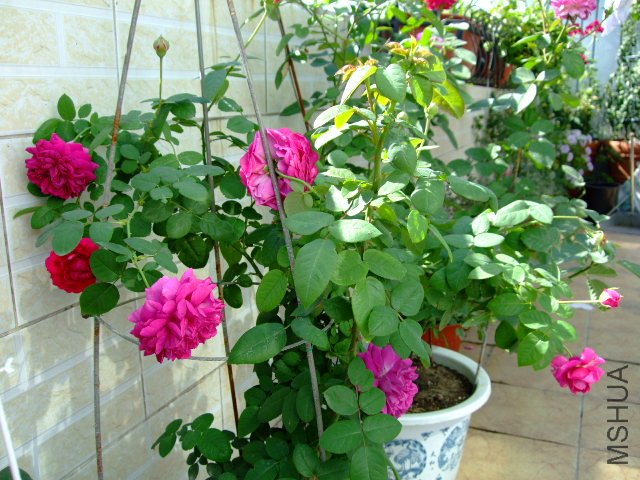 DSCF0070.JPG