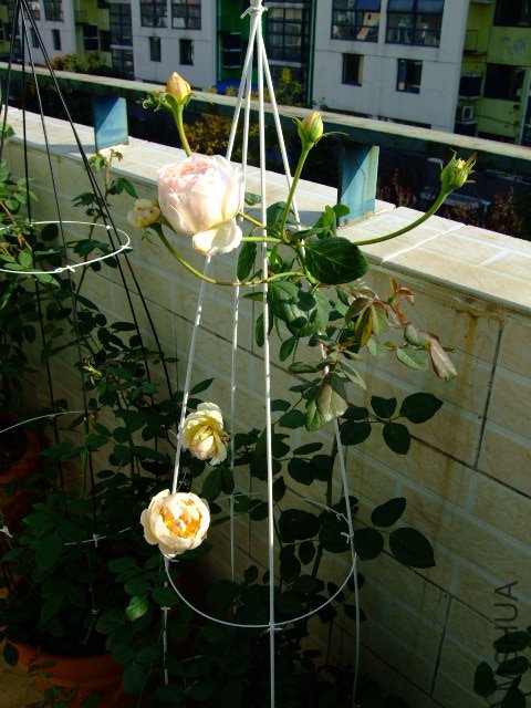 DSCF0060.JPG