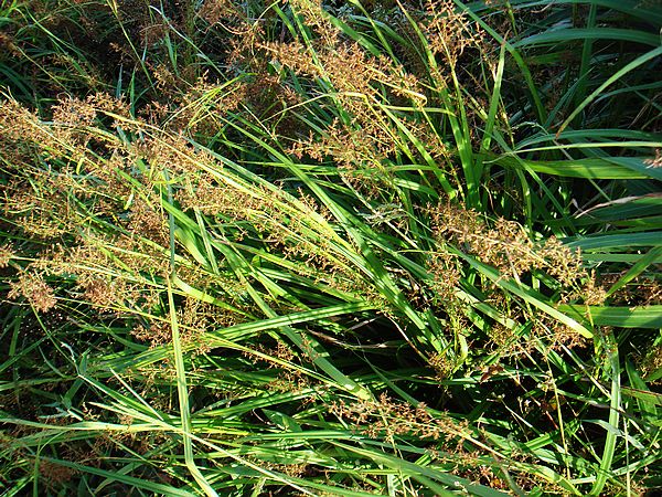 DSC00118.jpg