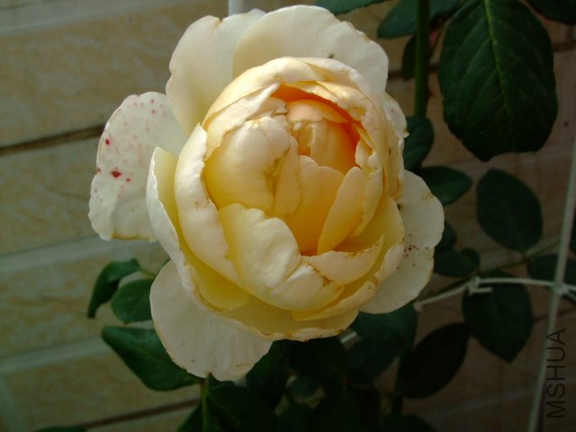 DSCF0030.JPG