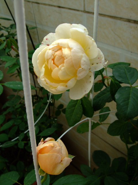 DSCF0031.JPG