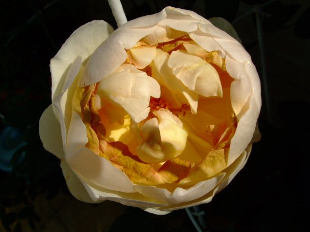 DSCF0059.JPG