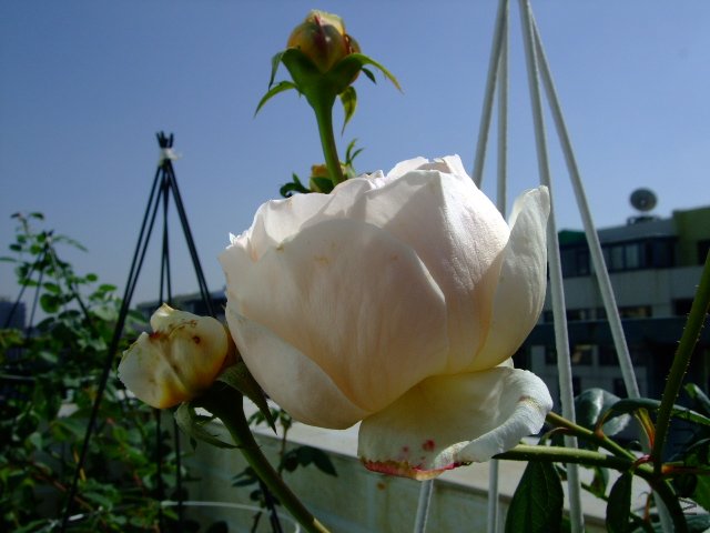 DSCF0069.JPG