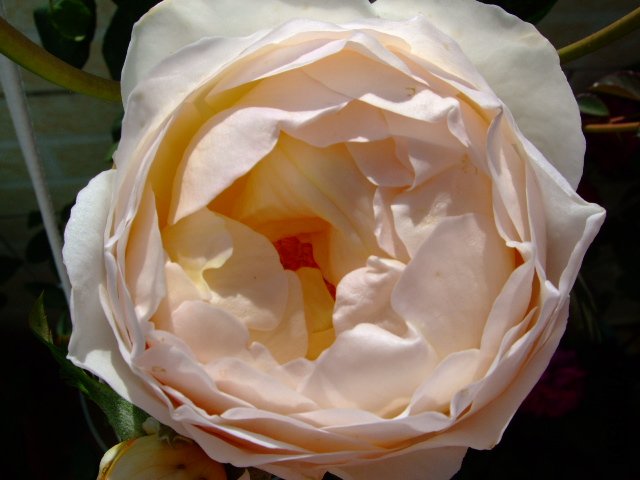 DSCF0067.JPG