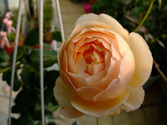 DSCF0099.JPG