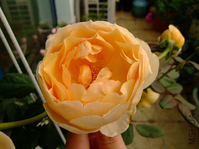 DSCF0105.JPG