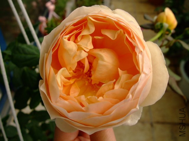 DSCF0104.JPG