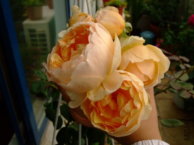 DSCF0102.JPG