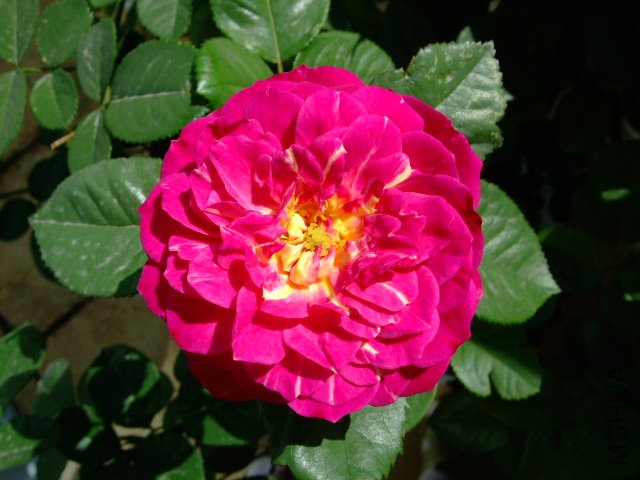 DSCF0065.JPG
