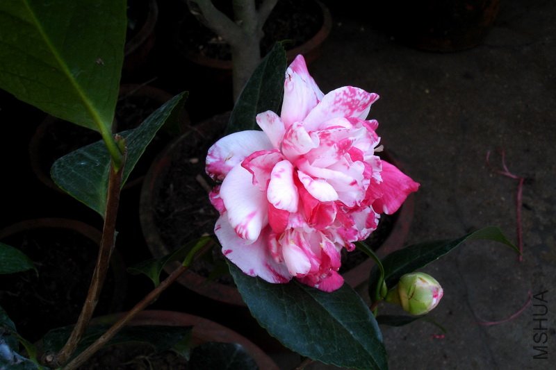 DSC05003.jpg