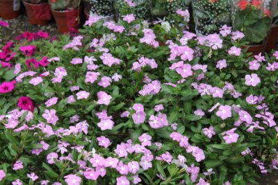 s0035.JPG