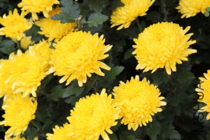 j0021q.JPG