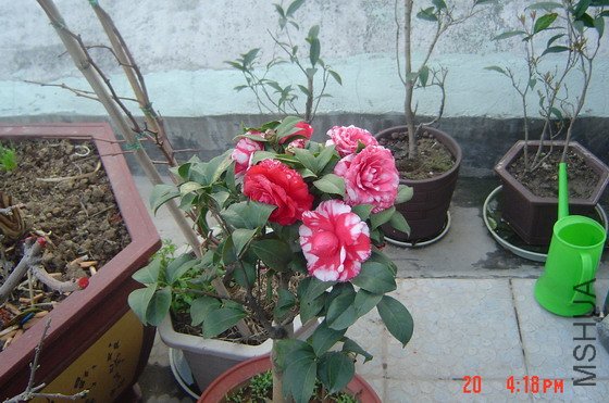 ��ɫ  ��  ��  ��