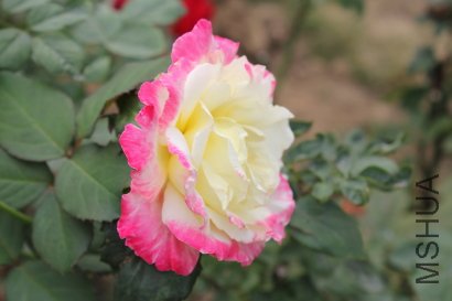 h0005.JPG