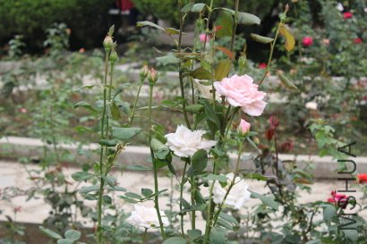 z0040.JPG