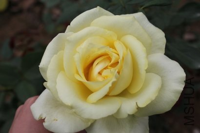 z0021.JPG