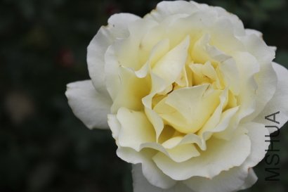 z0028.JPG