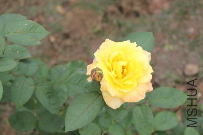 z0045.JPG