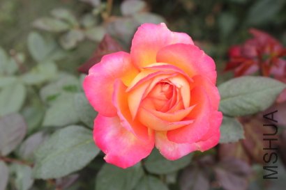 z0038.JPG