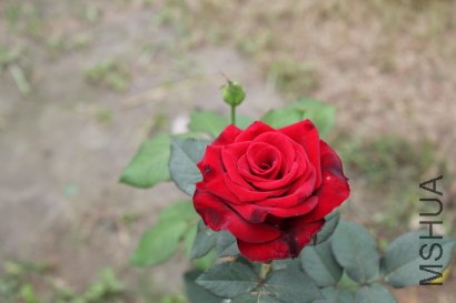 z0020.JPG