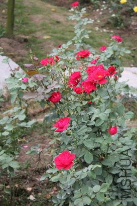 z0033.JPG