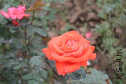 z0027.JPG