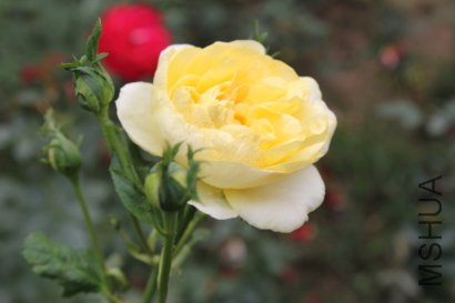 z0029.JPG