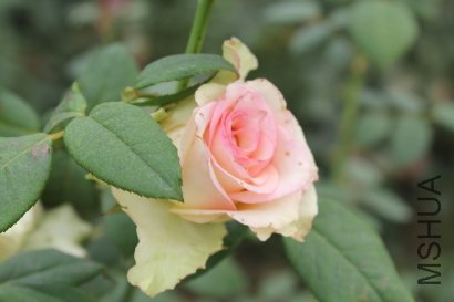 z0039.JPG