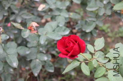 z0051.JPG