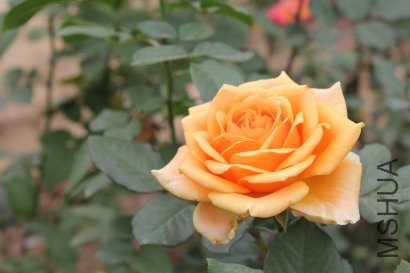 z0060.JPG