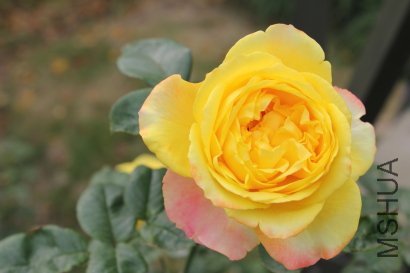 z0080.JPG