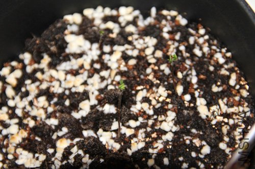 2010-10-10 (100).jpg