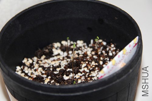 2010-10-10 (102).jpg