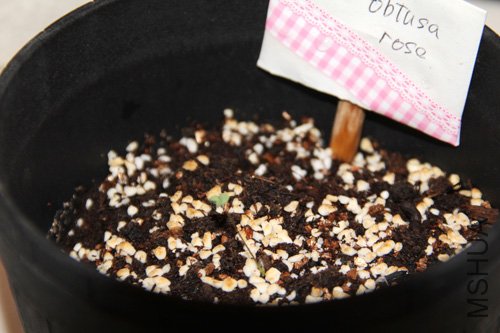 2010-10-10 (106).jpg