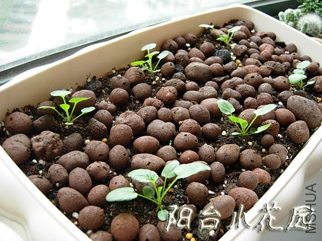 DSCN7744.JPG