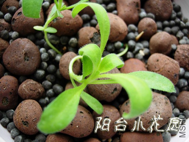 DSCN7734.JPG