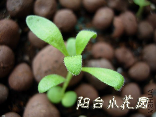 DSCN7727.JPG