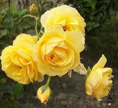 100_4401.jpg