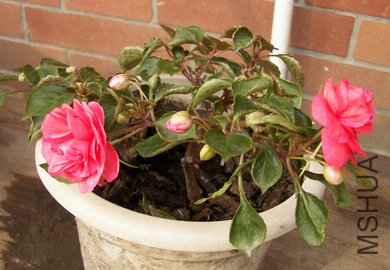100_4381.jpg