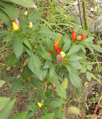 100_4394.jpg