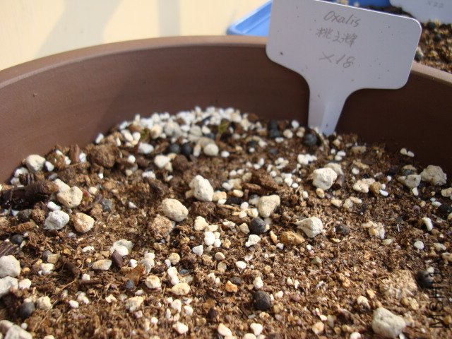 DSC03456.JPG